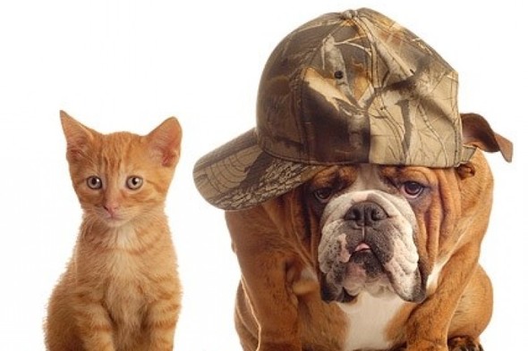 are dogs better listeners than cats