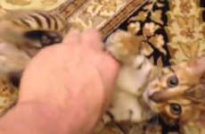 WATCH: Beavis the bengal plays fetch like a dog