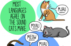 Here are the noises that animals make in other languages