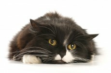 Cat 'struck by pellets from gun' on Belfast Road - and survives