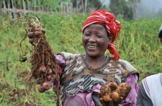 Irish charity tackling African hunger - with potatoes