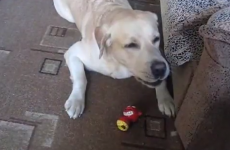 This Labrador does a great Chewbacca impression