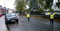 Tense Standoff of the (Rainy) Day
