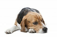 Brazil activists free 200 dogs used for drug tests