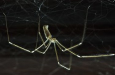 Most of What You Know About Daddy Longlegs Is Wrong