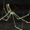 Debunked: Are Daddy Longlegs the most poisonous spiders in the world?