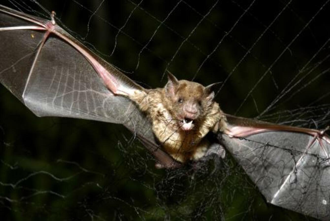 4 killed in vampire bat attacks · TheJournal.ie