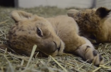 Here are some gratuitous cuddly lion cubs to ease you into Monday morning