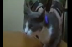 This cat just got caught smuggling cannabis into a prison
