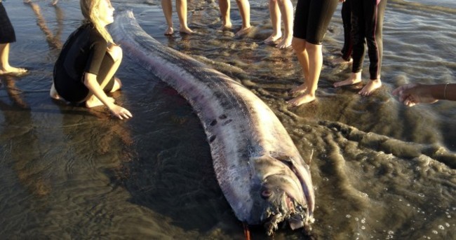 Here's the 14-foot 'sea serpent' that washed up in California