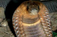 Missing Egyptian cobra found "alive and well"