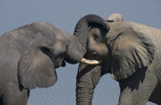 More than 300 elephants deliberately poisoned in Zimbabwe park