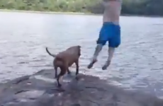 Dog thinks owner is drowning, so jumps into water to save him