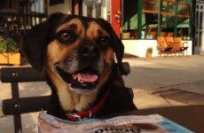 WATCH: Dog stars in his own magnificent music video