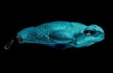 Poisonous toad turns into a... fashion accessory