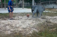 Baby elephants play with footballs at Thai conservation centre