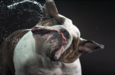 Dogs shaking in slow-mo are joyful and mesmerising