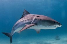 Man gets in fist-fight with shark... and wins