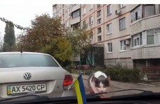 Kitten tries and fails to sneak up on windscreen wipers