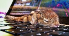 14 ways Rob the tiny squirrel won over the internet