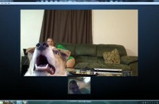 8 pets who know Skype is a great way to spend quality time with someone