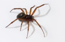 UK school forced to close after becoming infested with venomous spiders