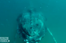 Man gets slapped by a huge humpback whale