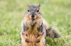 Police officer fired after nasty altercation with squirrel