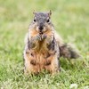 Police officer fired after nasty altercation with squirrel