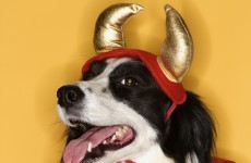 How to keep your pets safe this Halloween
