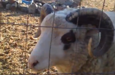 This goat could really use a strepsil or something
