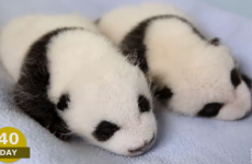 Watch these panda cubs grow from tiny pink yokes to cuddly panda toddlers