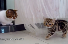 This is definitely the cutest kitten stand-off you'll see today