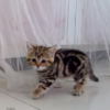 This is definitely the cutest kitten stand-off you'll see today
