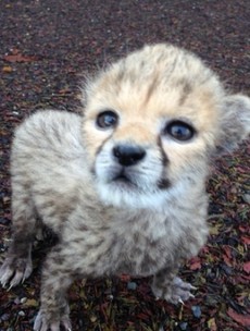 Fota Wildlife Park celebrates birth of baby cheetah