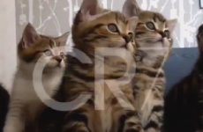 Baby and kittens are impressed by Ronaldo's skills