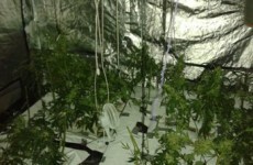 Cannabis growhouse found in Drogheda