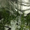 Cannabis growhouse found in Drogheda