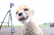 Watch the newborn cheetah cub exploring at Fota Wildlife Park