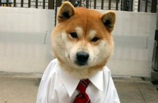 9 dogs who are definitely going to get that promotion