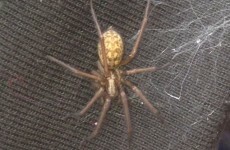 Is the false widow spider in Ireland? Maybe...