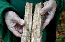 Second outbreak of ash dieback found in hedgerow