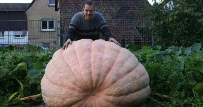 Giant Pumpkin Pic of the Day
