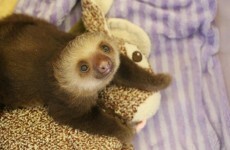 Meet the Sloths is the TV series about sloths you've been waiting for