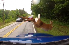 Deer's incredible escape from car caught on camera