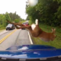 Deer's incredible escape from car caught on camera