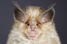 Chinese bats likely source of SARS virus - report