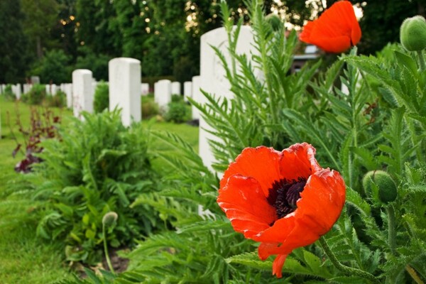 600px x 400px - Column: As an Irish woman, I believe in wearing the remembrance poppy.  Here's why...