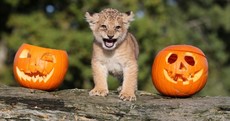 In pictures: Animals having the craic with pumpkins at Halloween