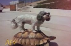 Here are some animals riding other animals